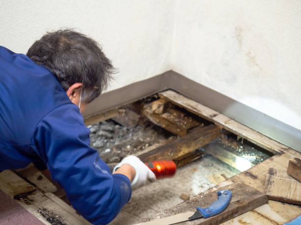 Best Attic Mold Remediation in North Weeki Wachee, FL