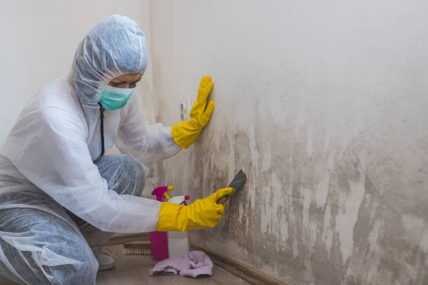 Best Localized Mold Remediation (e.g., coastal areas, humid climates) in North Weeki Wachee, FL