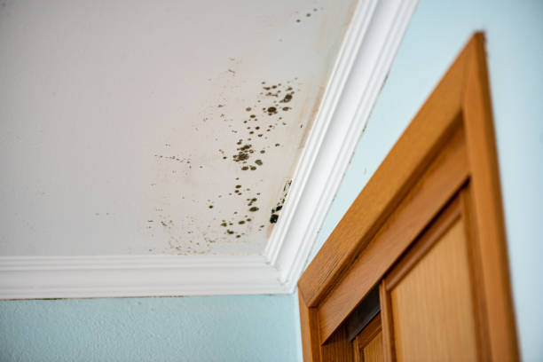 Best Preventive Mold Services in North Weeki Wachee, FL