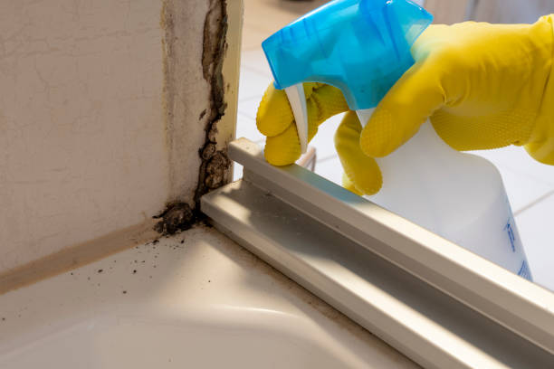 Best Bathroom Mold Remediation in North Weeki Wachee, FL