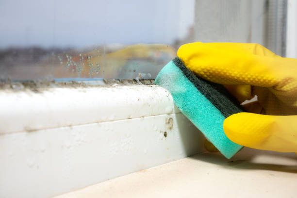 Best HVAC Mold Remediation in North Weeki Wachee, FL