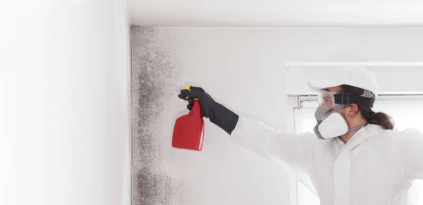Best Insurance-Related Mold Remediation in North Weeki Wachee, FL