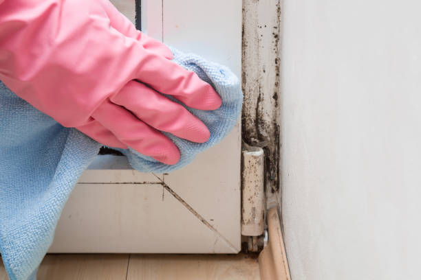 Best Mold Testing and Inspection Services in North Weeki Wachee, FL